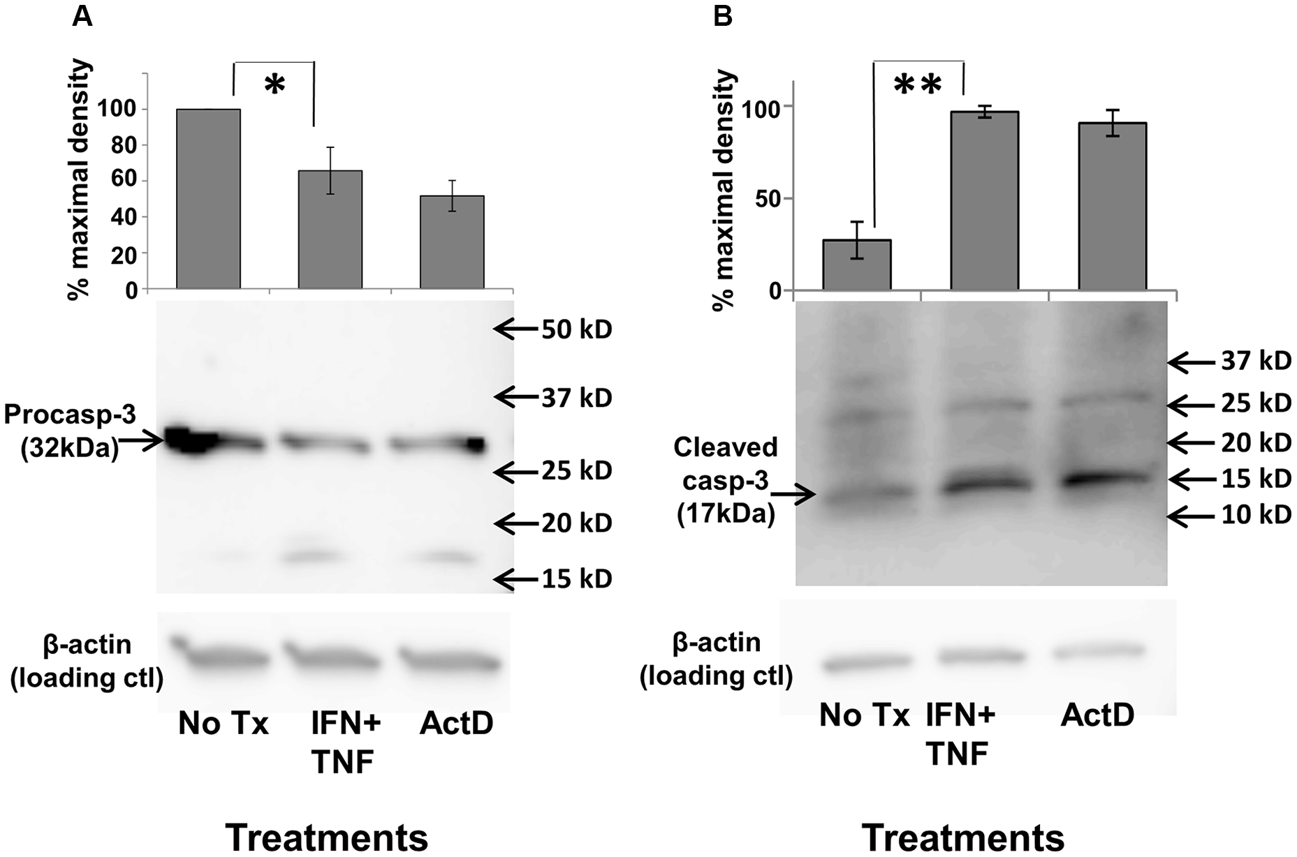 Th1 cytokine-induced activation of caspase-3