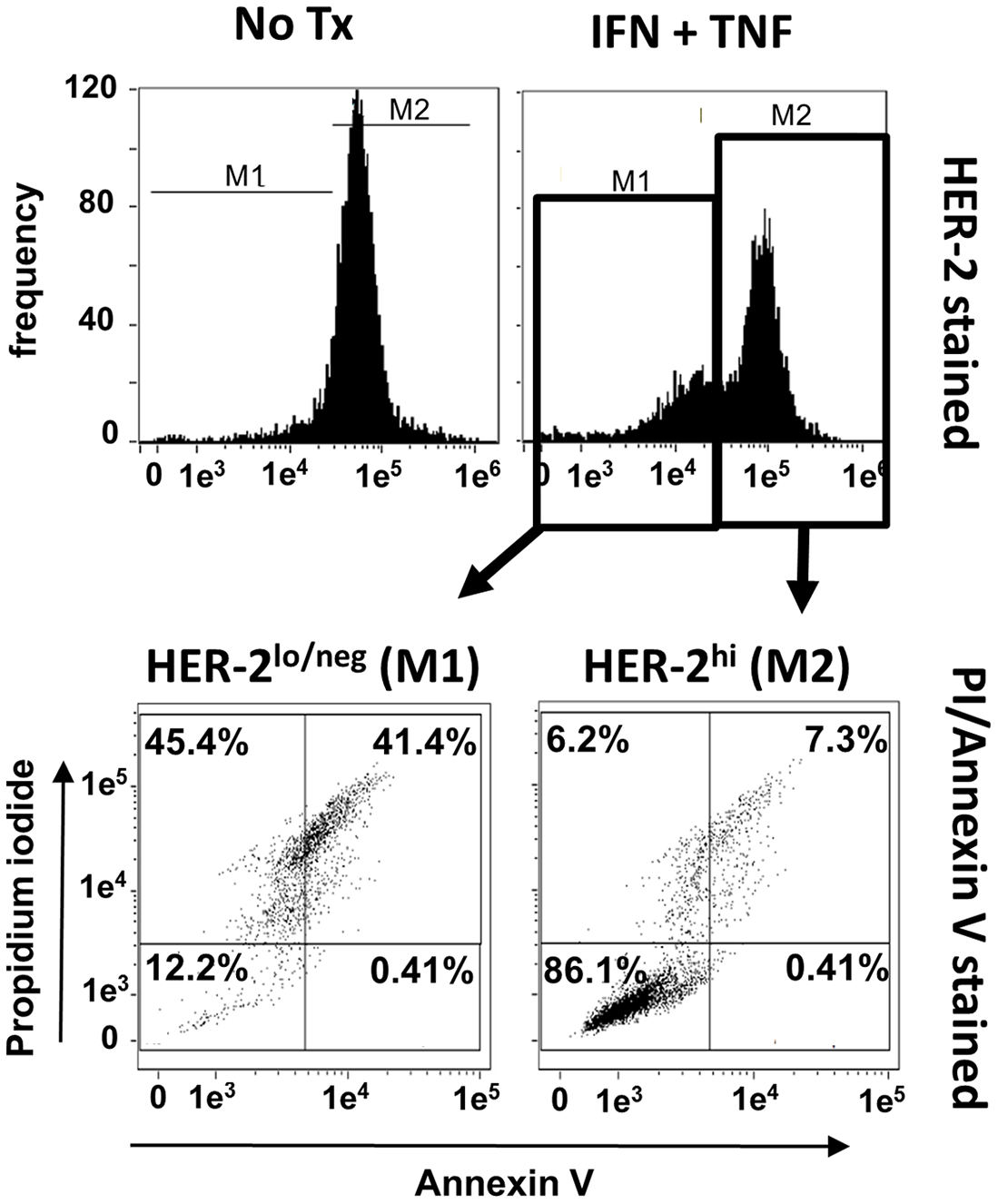 Loss of HER-2 expression is associated with apoptosis