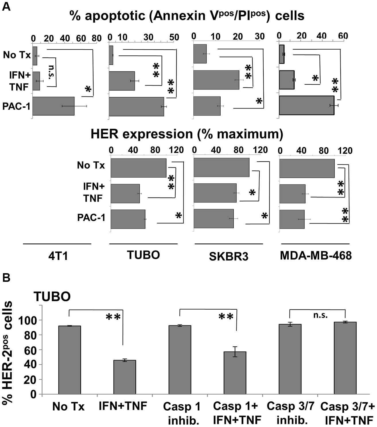 Caspase 3 agonist induces apoptosis and HER-family loss while caspase 3 antagonist prevents cytokine-induced HER-2 loss in breast cancer cell lines