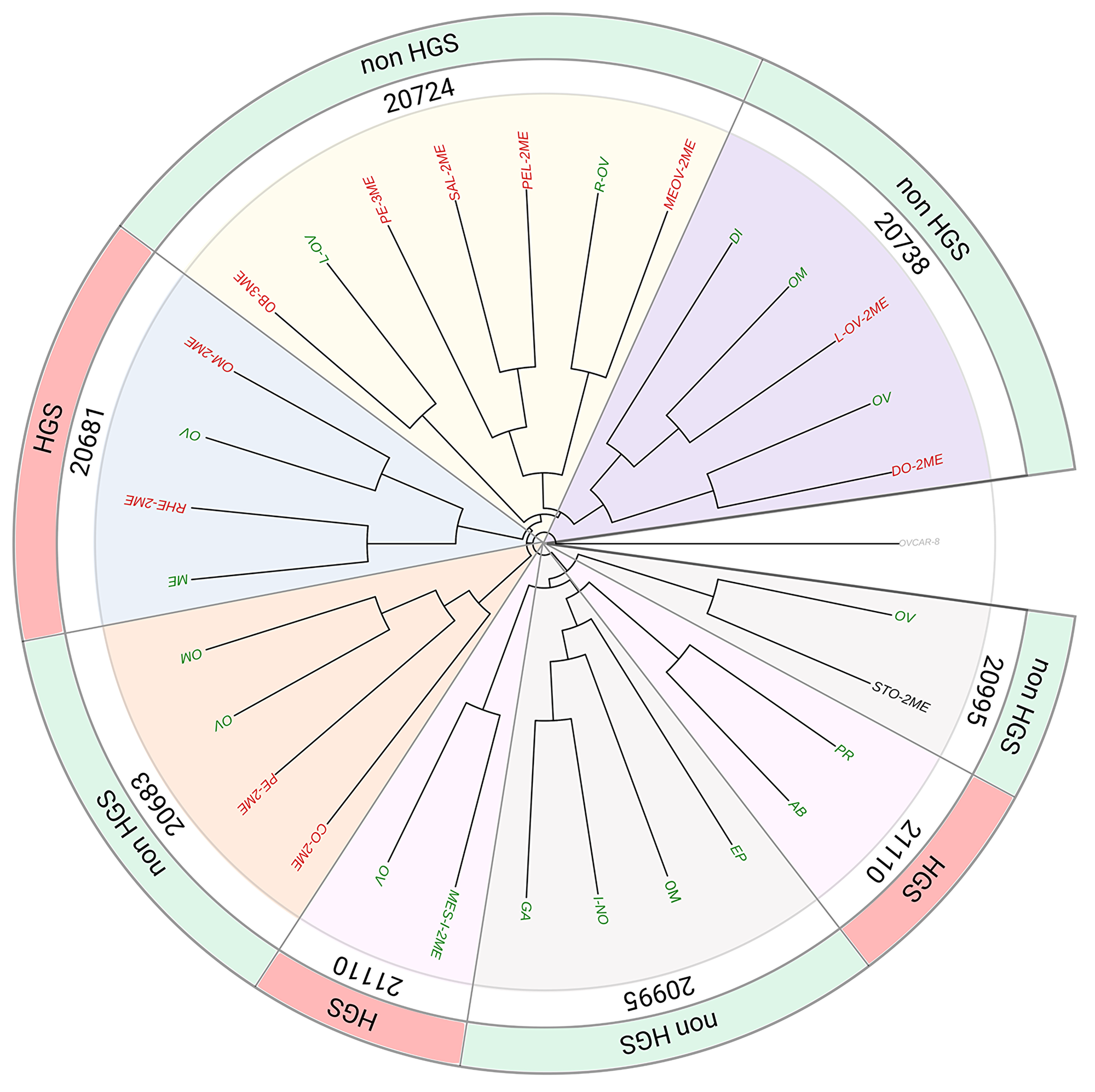 Phylogenetic tree