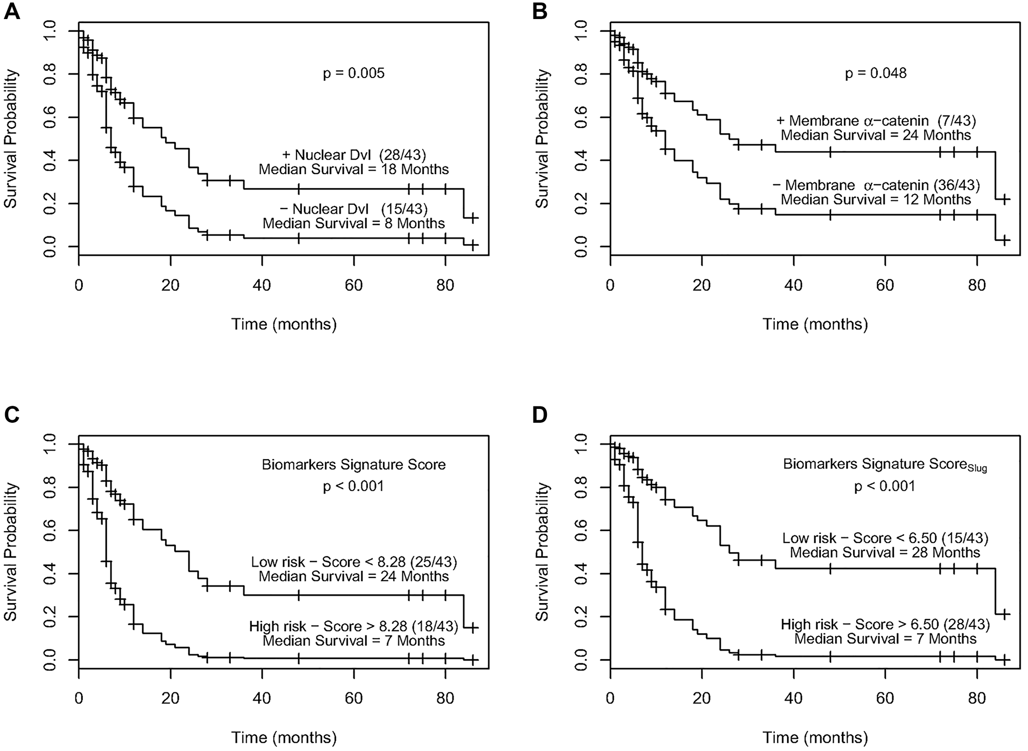 (A) Kaplan–Meier estimation of cumulative proportion of disease-free survival. Median time for disease-free survival (DFS; no recurrence/metastasis) in ESCC patients showing nuclear immunopositivity of Dvl was 18 months as compared to 8 months for the patients who didn’t show nuclear Dvl immunostaining (p = 0.005). (B) Kaplan–Meier estimation of cumulative proportion of disease-free survival. Median time for disease-free survival (DFS; no recurrence/metastasis) in ESCC patients showing immunostaining of membrane α-catenin was 24 months as compared to 12 months for the patients who didn’t show membrane α-catenin immunopositivity (p = 0.048). (C) Survival curves of high and low recurrence risk groups in ESCC using biomarker signature score. The median survival time for patients with a biomarker signature score less than 8.28 (low risk group) was 24 months as compared to 7 months for patients with a score greater than 8.28 (high risk group) (p $!--ESC