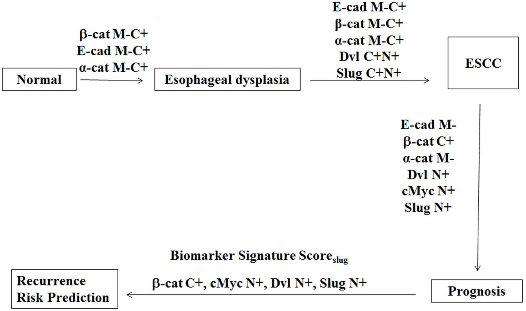 Schematic diagram depicting alterations in proteins expression in multistep esophageal tumorigenesis