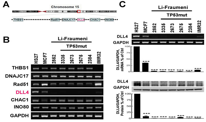 The effect of epigenetic silencing and TP53 mutation on the