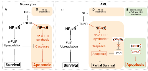 Figure 1 Micheau oncotarget.pdf