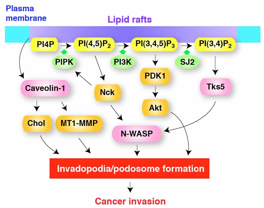 Yamaguchi Oikawa MS.pdf