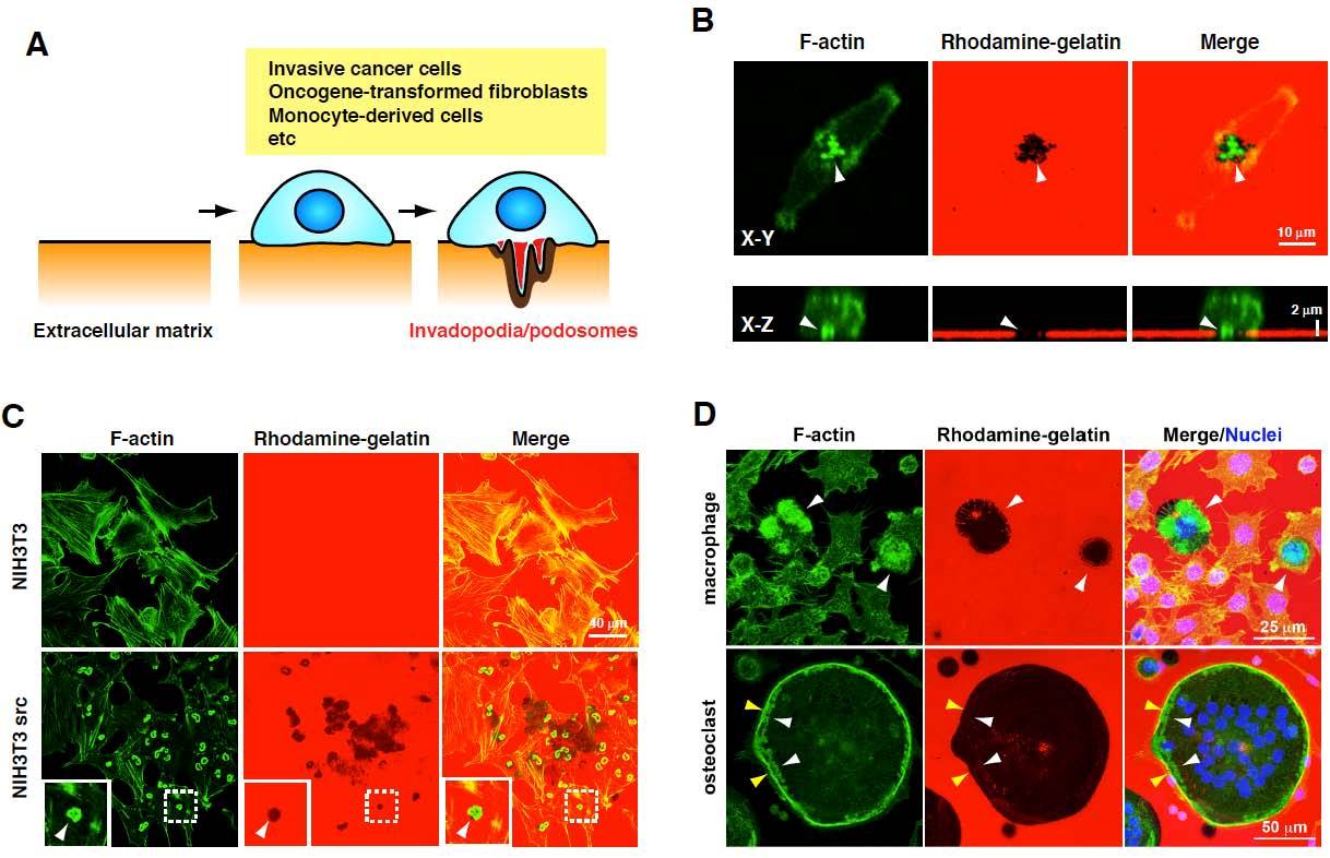Yamaguchi Oikawa MS.pdf