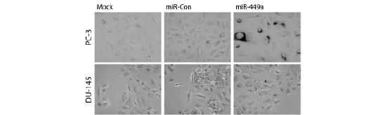 Figure 2 - Senescence.jpg