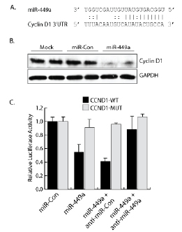 Figure 5 - Cyclin D1.jpg