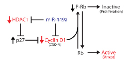 Figure 7 - Model.jpg