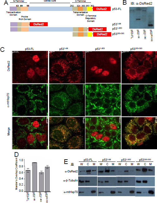 Oncotarget_Figures_SWK 20100701 (1).pdf