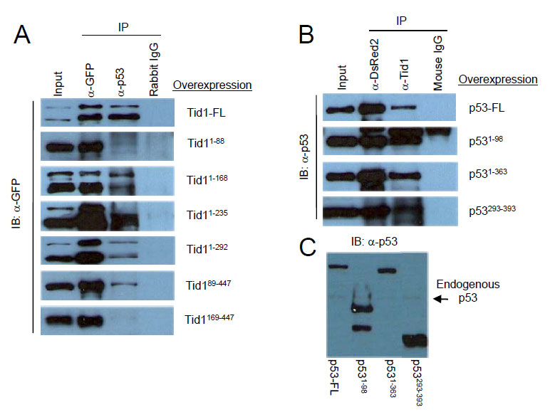Oncotarget_Figures_SWK 20100701 (1).pdf