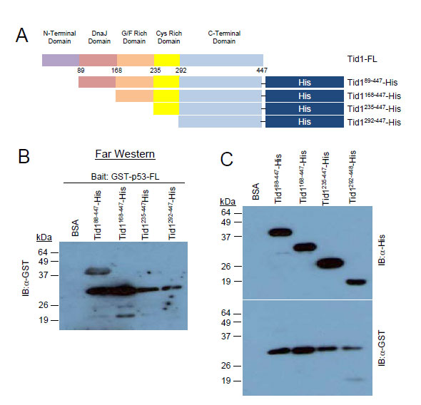 Oncotarget_Figures_SWK 20100701 (1).pdf
