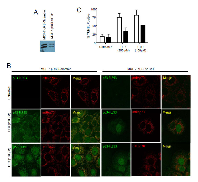 Oncotarget_Figures_SWK 20100701 (1).pdf