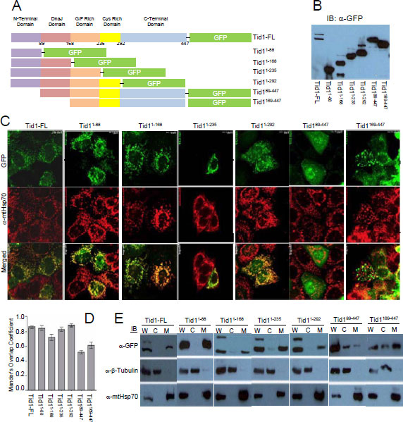 Oncotarget_Figures_SWK 20100701 (1).pdf