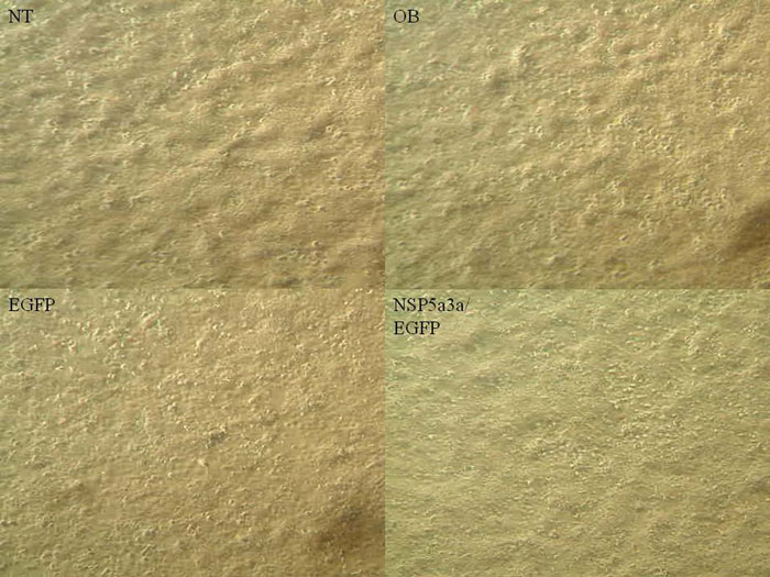 Figure_1..jpg