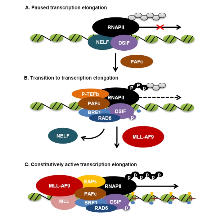Figure 2.tif
