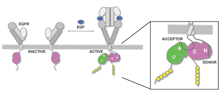 OncoTargetfigures093010final.pdf