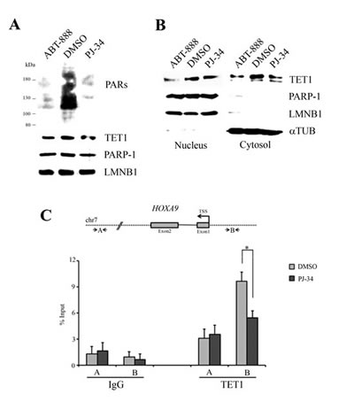 fig6