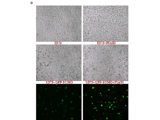 data for OncoTarget MS.pdf