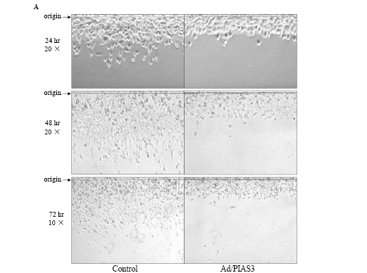 data for OncoTarget MS.pdf