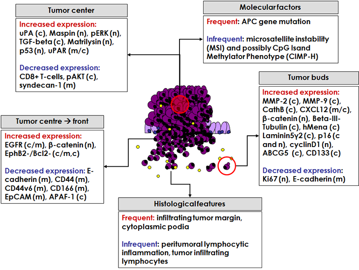 OncotargetR1_Figures_28.11.2010.pdf