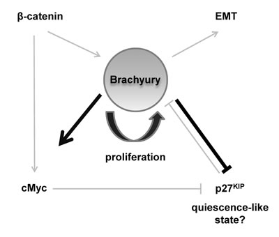 fig7