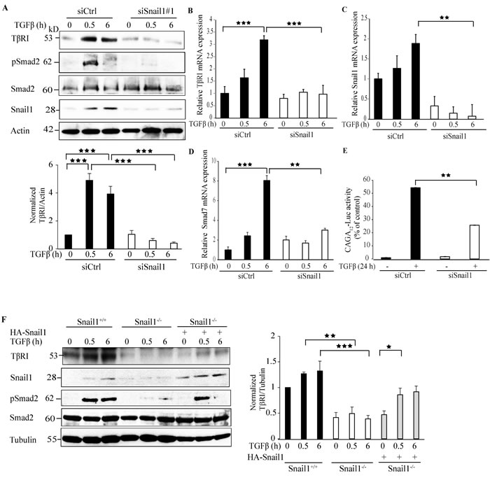 Figure 1: Snail1 regulates T&beta;RI expression.