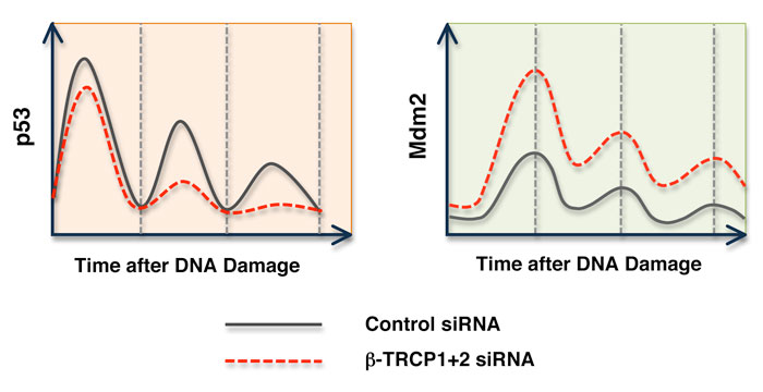 10042010 Inuzuka Oncotarget-Figure 3.pdf