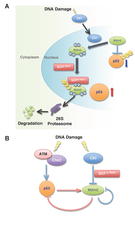 10042010 Inuzuka Oncotarget-Figure 1.pdf