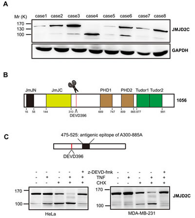 fig1