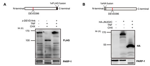 fig3