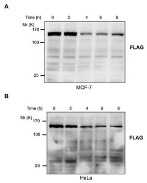 fig4