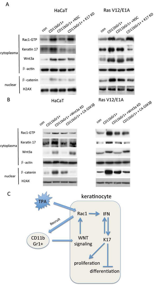 fig6