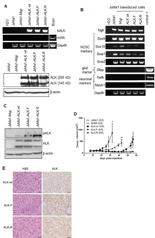fig2