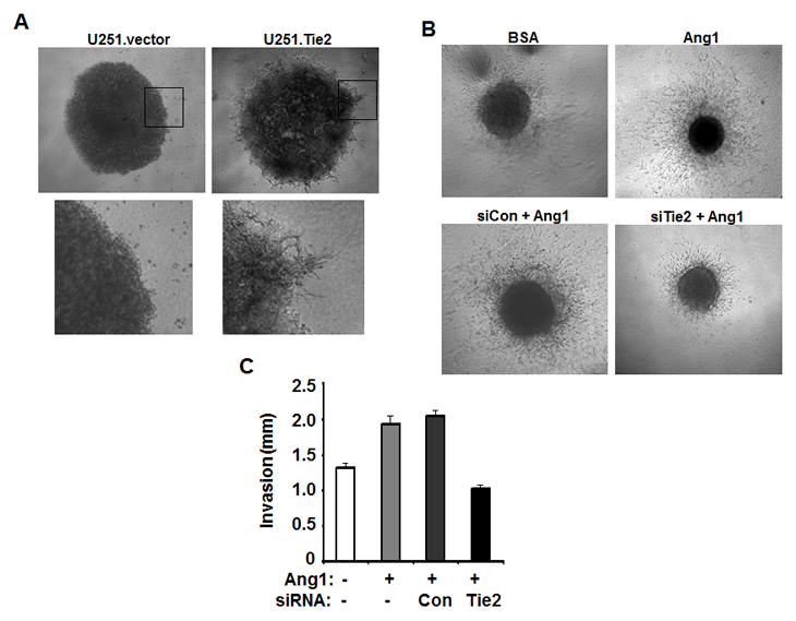 Figure 4.pdf