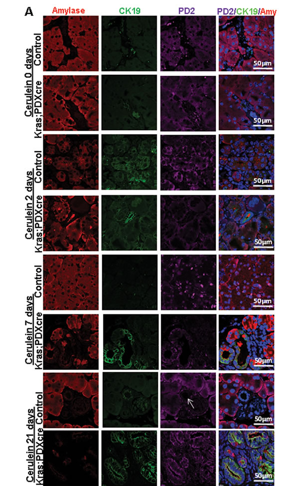 fig2A