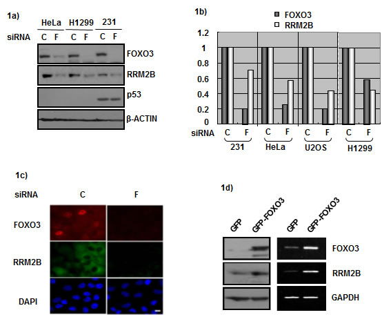 fig1