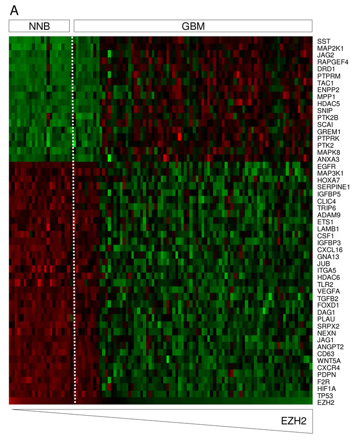 SmitsFiguresOncotarget.pdf