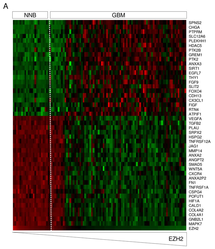 SmitsFiguresOncotarget.pdf