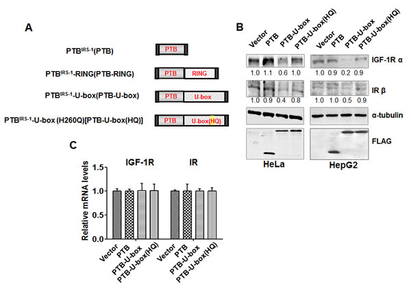 fig1