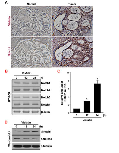 fig1