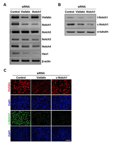fig2