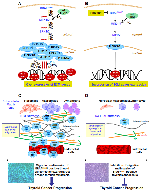 12.7.10 C.Nucera OncoTarget Journal Figure.pdf