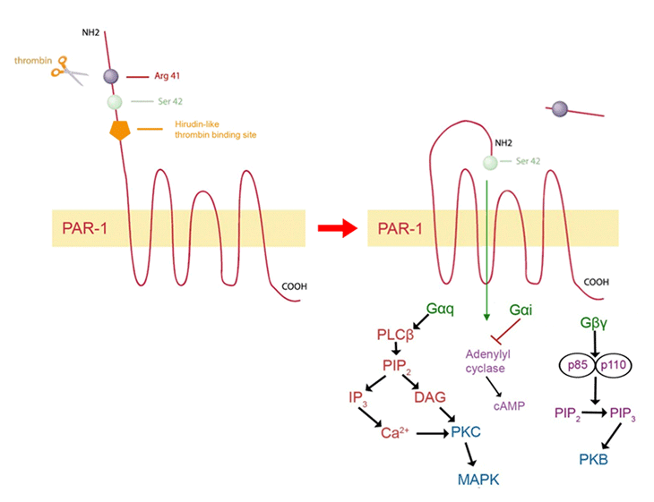 Figure 1 oncotarget.tif