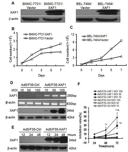 fig2