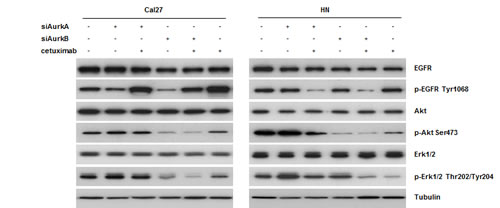 fig6