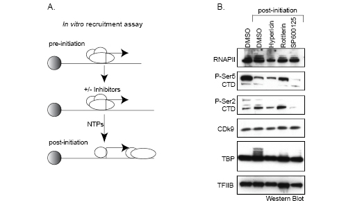 Morachis Figure5.ai