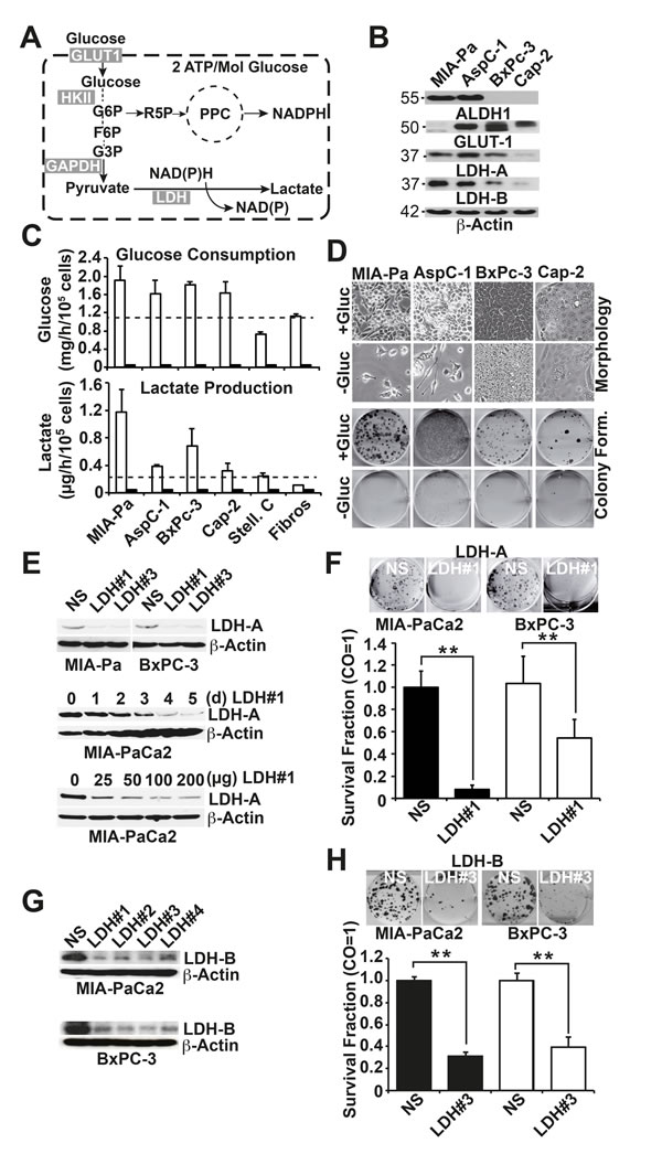 fig1