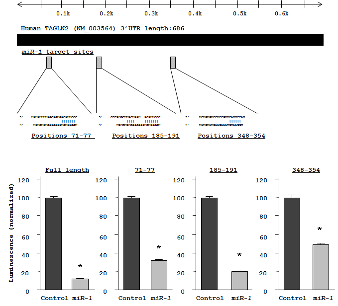 Figures_miR-1_TAGLN2_HNSCC_20110114.pdf