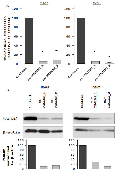 Figures_miR-1_TAGLN2_HNSCC_20110114.pdf